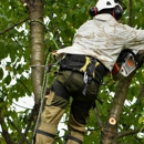 Tree Service & Removal - Tree Service