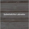 Salkehatchie Labrador gallery
