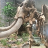 Mastodon State Historic Site gallery