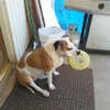 Nancys Niche Pet & House Sitting gallery