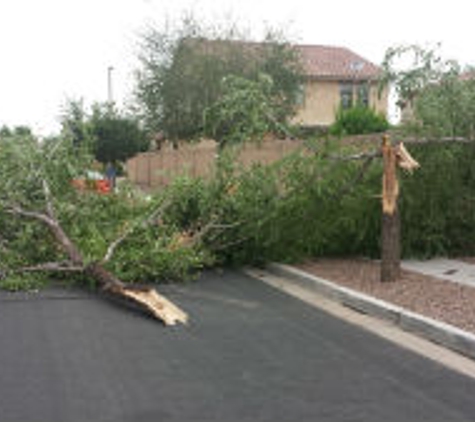 Mesa Trees - Mesa, AZ