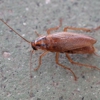 Stokes Mosquito and Pest Service gallery