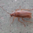 Stokes Mosquito and Pest Service - Pest Control Services