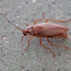 Stokes Mosquito and Pest Service