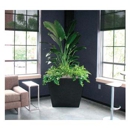 Allied Plantscapers - Plants-Interior Design & Maintenance