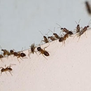 Seven Brothers Pest Control Inc. - Pest Control Equipment & Supplies