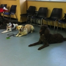 Pender Dog Training in Chantilly - Dog Training