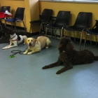 Pender Dog Training in Chantilly