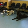 Pender Dog Training in Chantilly