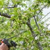 RB Tree Service gallery