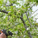 RB Tree Service - Tree Service
