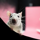 Done Right Rodent Proofing - Pest Control Services