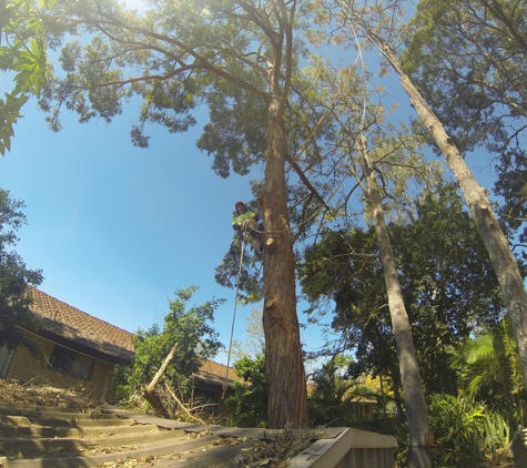 Tree Shape - The Channon, NSW
