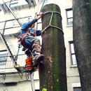 Ralph Padilla Certified Arborist - Tree Service