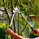 Arbor Tree Care - Tree Service