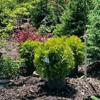 Busy Acres Nursery Sales & Transplanting LLC gallery