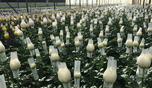 Floraco Pty Ltd - West Leederville, WA