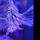 Beyond the Shore Aquatics - Aquariums & Aquarium Supplies