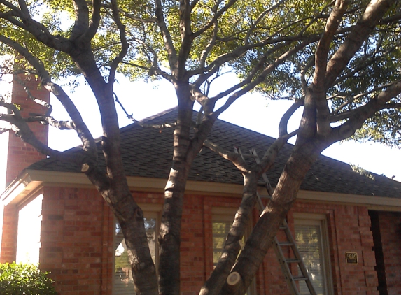 peter's tree trimming service - lubbock, TX