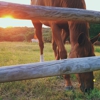 Mahoney State Park gallery