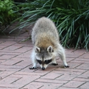 Lucas Pest Solutions - Pest Control Equipment & Supplies