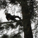 Valley Tree Service - Arborists