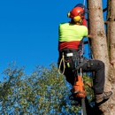 Rath Arborist Services - Tree Service