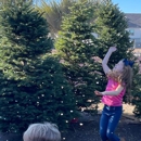 The Christmas Tree Lot at Moon Valley Nurseries - Katy