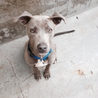Best Friends Animal Society