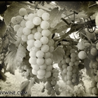 The New River Vineyard & Winery LLC