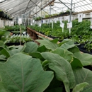 Sunset Greenhouse - Greenhouses