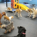 Dogtopia - Dog Day Care