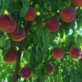 B & B Fruit Stand