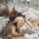 Pets On Lex - Pet Stores