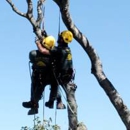 Sandborn Tree Service Inc. - Tree Service