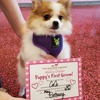 Woof Gang Bakery & Grooming Wesley Chapel gallery