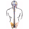 Restoring Physical Therapy gallery