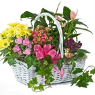 STANLEY's Florist & Gifts, 800USAsend.com