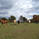 Edge of Freeom Farms - Horse Stables