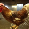 Saba Live Poultry gallery