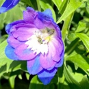 Blue Tango Gardening Services - Landscape Designers & Consultants