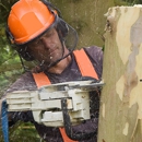 Heindl Tree Care - Tree Service