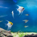 Aquarium Specialists - Aquariums & Aquarium Supplies-Leasing & Maintenance