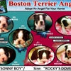Boston Terrier Angels gallery