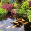 Champion Koi Ponds gallery