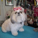 Carol's Pretty Pets Salon - Pet Services