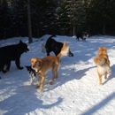 Doggy Styles - Pet Boarding & Kennels