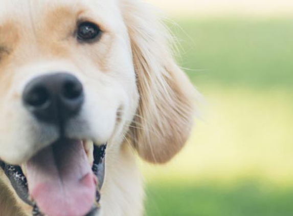 Passionate Paws Veterinary Surgery - Pialba, QLD