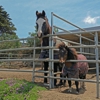 Sea Horse Ranch Barbi Breen-Gurley gallery