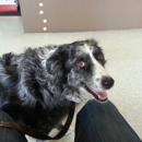State Street Veterinary Hospital - Pet Services